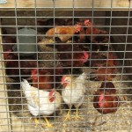 chickens