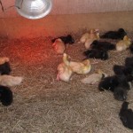 ducklings