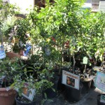 fruit trees