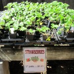 strawberry plants