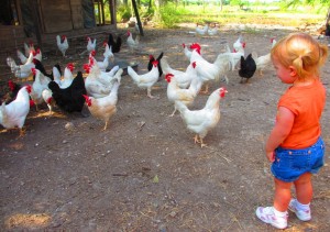 Johanna (orange shirt) and chickens Johanna (orange shirt) and chickens