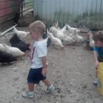 Nolan and Zach with chickens Nolan and Zach with chickens