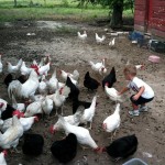 Nolan with chickens Nolan with chickens