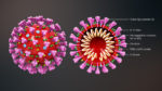Cross-sectional model of a computer simulated coronavirus