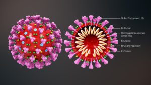 Cross-sectional model of a coronavirus