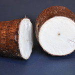 Manioc / cassava cross-section